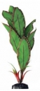 Растение шелковое №040 Криптокорина Бекетти 50 см.