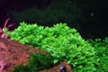 Меристемное аквариумное растение Стаурогин ползучий