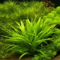 Меристемное аквариумное растение Эхинодорус квадрикостатус