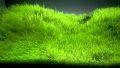 Меристемное аквариумное растение Утрикулярия граминифолия