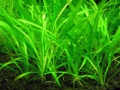 Меристемное аквариумное растение Эхинодорус тенеллус