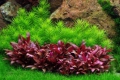 Меристемное аквариумное растение Альтернантера Мини