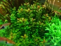 Меристемное аквариумное растение Аммания Бонсай
