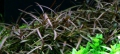 Меристемное аквариумное растение Гигрофила арагвайа