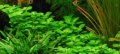Меристемное аквариумное растение Лобелия кардинальская