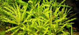 Меристемное аквариумное растение Погостемон Хелфера