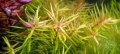 Меристемное аквариумное растение Дидиплис диандра
