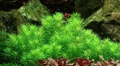 Меристемное аквариумное растение Погостемон эректус