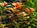 Меристемное аквариумное растение Прозепирнака