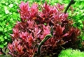 Меристемное аквариумное растение Ротала макрандра