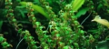 Меристемное аквариумное растение Ротала Перл