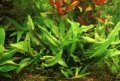 Меристемное аквариумное растение Криптокорина Вендта  Зеленый Геккон