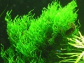 Меристемное аквариумное растение Мох Пламя