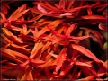 Растение для аквариума Аммания грацилис