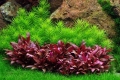 Меристемное аквариумное растение Альтернантера Рейнека "мини"